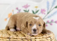 Flicker - Mini, a male English Goldendoodle for sale in Goshen, IN – Photo 2 of 4