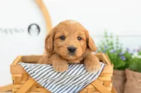 Cha Cha - Medium, a female Goldendoodle for sale in Goshen, IN – 6 of 10