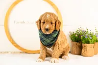 Brie - Micro, a male Goldendoodle for sale in Goshen, IN – 5 of 10