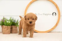 Esme - Medium, a female Goldendoodle for sale in Goshen, IN – 2 of 7