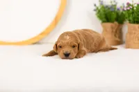 Putzie - Medium, a male Goldendoodle for sale in Goshen, IN – 2 of 4