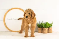 Cha Cha - Medium, a female Goldendoodle for sale in Goshen, IN – 2 of 10