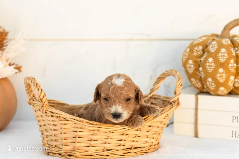 Alex - Mini – Goldendoodle puppy for sale in Goshen, IN