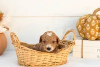 Alex - Mini, a male Goldendoodle for sale in Goshen, IN – 1 of 3
