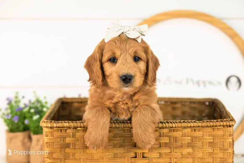 Cha Cha - Medium – Goldendoodle puppy for sale in Goshen, IN