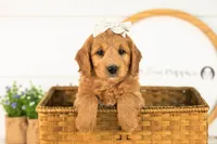 Cha Cha - Medium, a female Goldendoodle for sale in Goshen, IN – 1 of 10