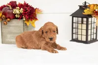 Tin Man - Medium, a male Goldendoodle for sale in Goshen, IN – 3 of 5