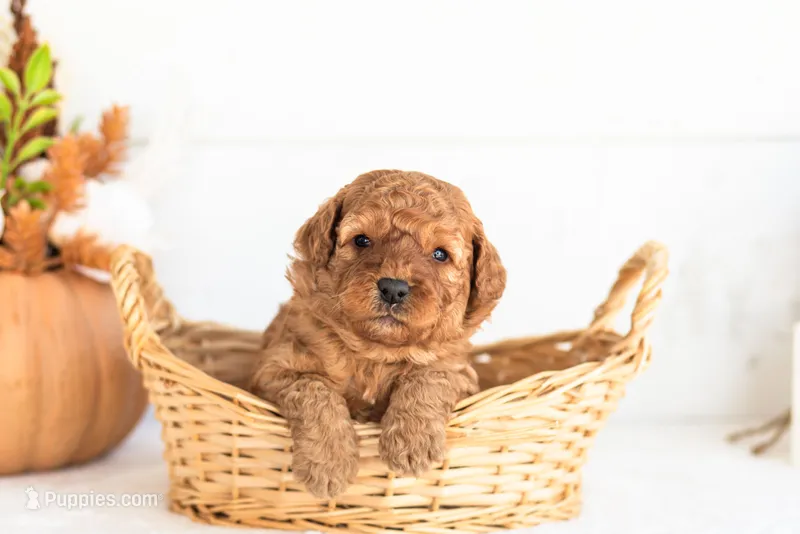 Nutmeg - Micro – Goldendoodle puppy for sale in Goshen, IN