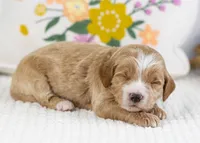 Freddy - mini, a male English Goldendoodle for sale in Goshen, IN – Photo 1 of 4