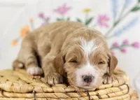 Freddy - mini, a male English Goldendoodle for sale in Goshen, IN – Photo 2 of 4