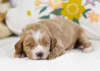 Freddy - mini, a male English Goldendoodle for sale in Goshen, IN – Photo 4 of 4