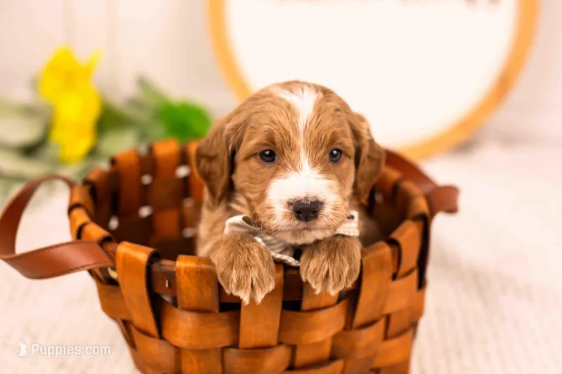 Freddy - mini – English Goldendoodle puppy for sale in Goshen, IN