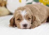 Freddy - mini, a male English Goldendoodle for sale in Goshen, IN – Photo 3 of 4