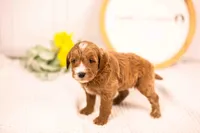 Fido - Mini, a male English Goldendoodle for sale in Goshen, IN – 5 of 10