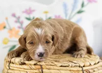 Fido - Mini, a male English Goldendoodle for sale in Goshen, IN – Photo 2 of 4