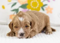 Fido - Mini, a male English Goldendoodle for sale in Goshen, IN – Photo 3 of 4