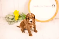 Fido - Mini, a male English Goldendoodle for sale in Goshen, IN – 6 of 10