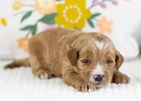 Fido - Mini, a male English Goldendoodle for sale in Goshen, IN – Photo 1 of 4
