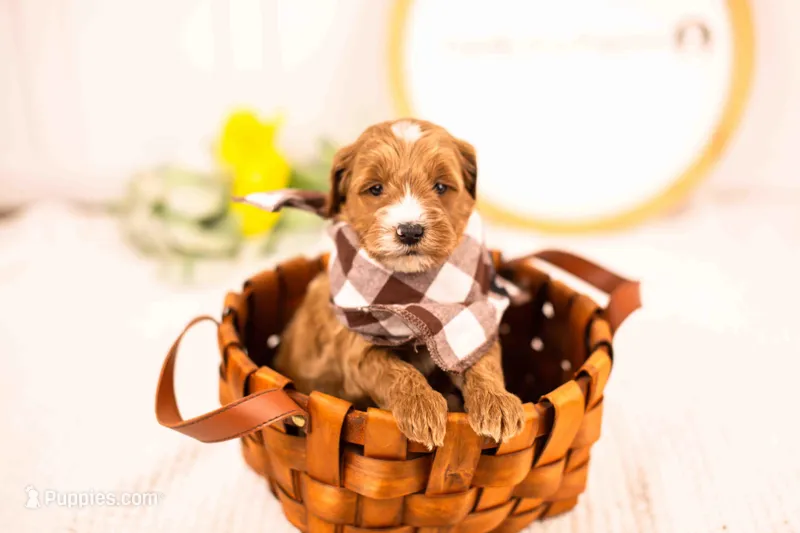 Fido - Mini – English Goldendoodle puppy for sale in Goshen, IN