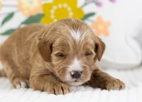 Fido - Mini, a male English Goldendoodle for sale in Goshen, IN – Photo 4 of 4
