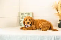 Barley - Medium, a male Goldendoodle for sale in Goshen, IN – 3 of 7