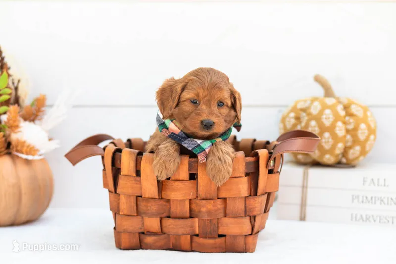 Stan - Micro – Goldendoodle puppy for sale in Goshen, IN