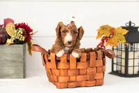 Kanga - Medium, a female Goldendoodle for sale in Goshen, IN – 4 of 4