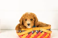 Miles - Toy, a male Goldendoodle for sale in Goshen, IN – 2 of 6