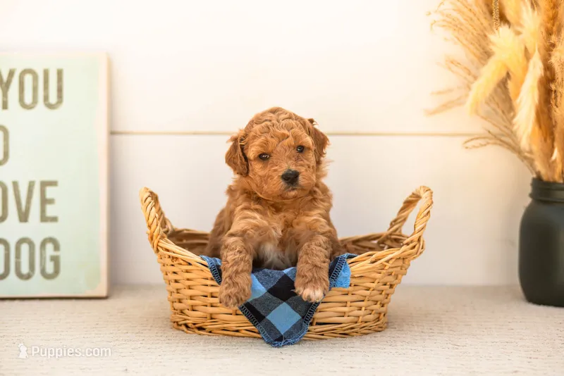 Butterfly - Mini – Goldendoodle puppy for sale in Goshen, IN