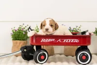 Lance - Medium, a male Goldendoodle for sale in Goshen, IN – 6 of 6