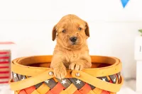Sequoia - Mini, a female Miniature Goldendoodle for sale in Goshen, IN – 2 of 3