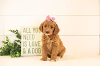 Ophelia - Medium, a female Goldendoodle for sale in Goshen, IN – 6 of 10