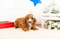 Queen - Mini, a female Miniature Goldendoodle for sale in Goshen, IN – 3 of 3