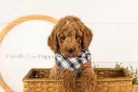 Denali - Mini, a male Miniature Goldendoodle for sale in Goshen, IN – 2 of 10