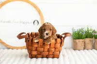 Kai - Mini, a male Miniature Goldendoodle for sale in Goshen, IN – 4 of 6