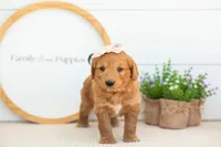 Cha Cha - Medium, a female Goldendoodle for sale in Goshen, IN – 7 of 10