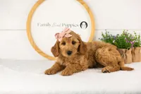 Sequoia - Mini, a female Miniature Goldendoodle for sale in Goshen, IN – 3 of 10