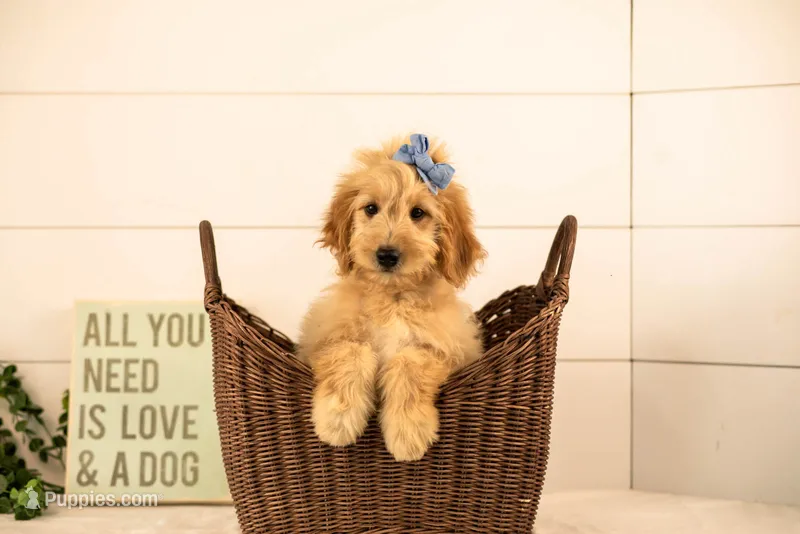 Eva - Medium – Goldendoodle puppy for sale in Goshen, IN