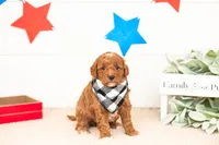 Chewie - Micro, a male Goldendoodle for sale in Goshen, IN – 3 of 4