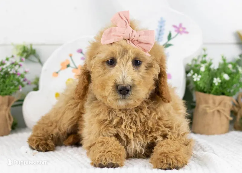 Lindsey - Mini – Goldendoodle puppy for sale in Goshen, IN