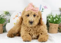Lindsey - Mini, a female Goldendoodle for sale in Goshen, IN – Photo 1 of 10