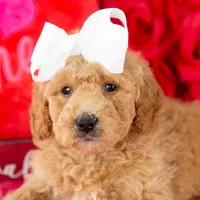 Lindsey - Mini, a female Goldendoodle for sale in Goshen, IN – Photo 9 of 10