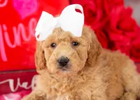 Lindsey - Mini, a female Goldendoodle for sale in Goshen, IN – Photo 5 of 10
