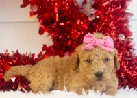 Lindsey - Mini, a female Goldendoodle for sale in Goshen, IN – Photo 9 of 10