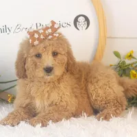 Lindsey - Mini, a female Goldendoodle for sale in Goshen, IN – Photo 5 of 10