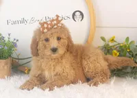 Lindsey - Mini, a female Goldendoodle for sale in Goshen, IN – Photo 1 of 10