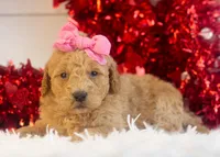 Lindsey - Mini, a female Goldendoodle for sale in Goshen, IN – Photo 8 of 10