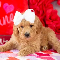Lindsey - Mini, a female Goldendoodle for sale in Goshen, IN – Photo 7 of 10