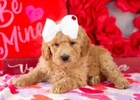 Lindsey - Mini, a female Goldendoodle for sale in Goshen, IN – Photo 3 of 10