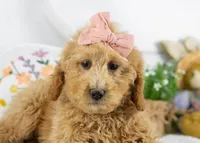 Lindsey - Mini, a female Goldendoodle for sale in Goshen, IN – Photo 2 of 10